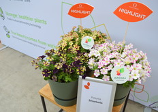 Petunia Smartunia, een nieuwe telg binnen het merk Inrinsa, dat wordt gekenmerkt door genetica dat resistent is voor o.a. het tabaksmozaïekvirus.